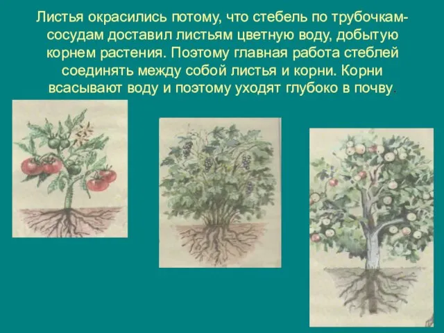 Листья окрасились потому, что стебель по трубочкам-сосудам доставил листьям цветную воду, добытую