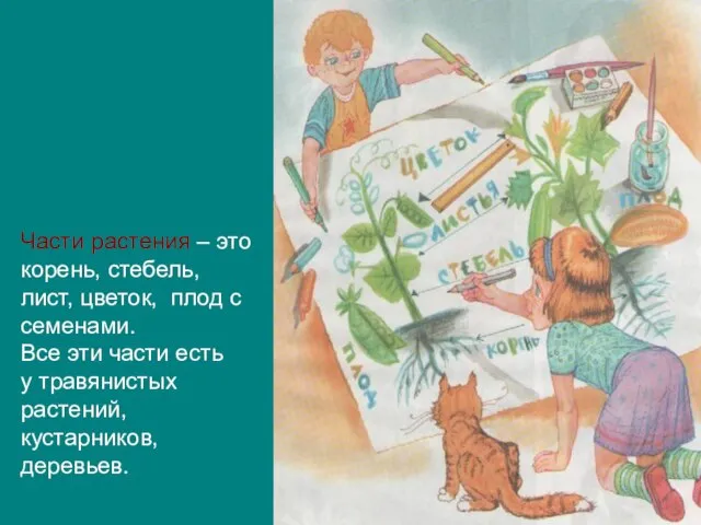 Части растения – это корень, стебель, лист, цветок, плод с семенами. Все