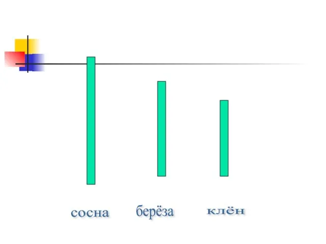 сосна берёза клён