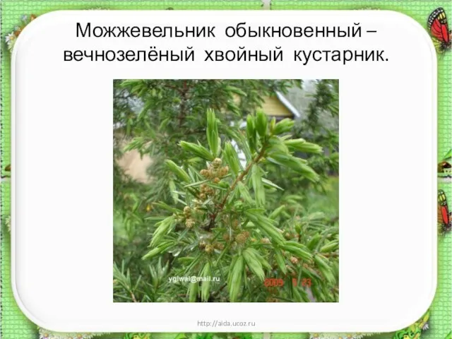 Можжевельник обыкновенный – вечнозелёный хвойный кустарник. * http://aida.ucoz.ru
