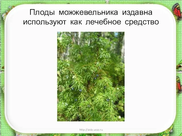 Плоды можжевельника издавна используют как лечебное средство * http://aida.ucoz.ru