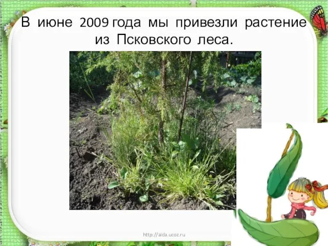 В июне 2009 года мы привезли растение из Псковского леса. * http://aida.ucoz.ru