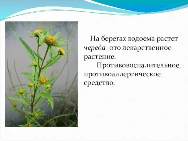 На берегах водоема растет череда -это лекарственное растение. Противовоспалительное, противоаллергическое средство.