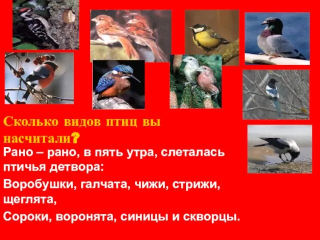 Сколько видов птиц вы насчитали? Рано – рано, в пять утра, слеталась