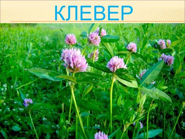 КЛЕВЕР