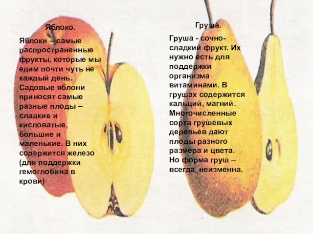 Яблоко. Яблоки – самые распространенные фрукты, которые мы едим почти чуть не