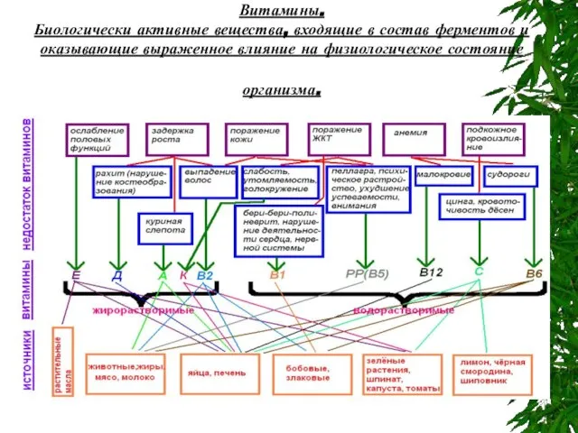 Витамины. Биологически активные вещества, входящие в состав ферментов и оказывающие выраженное влияние на физиологическое состояние организма.