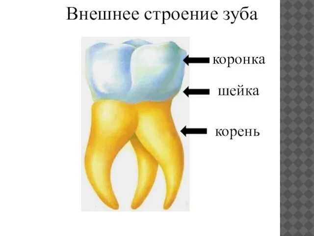 коронка шейка корень Внешнее строение зуба