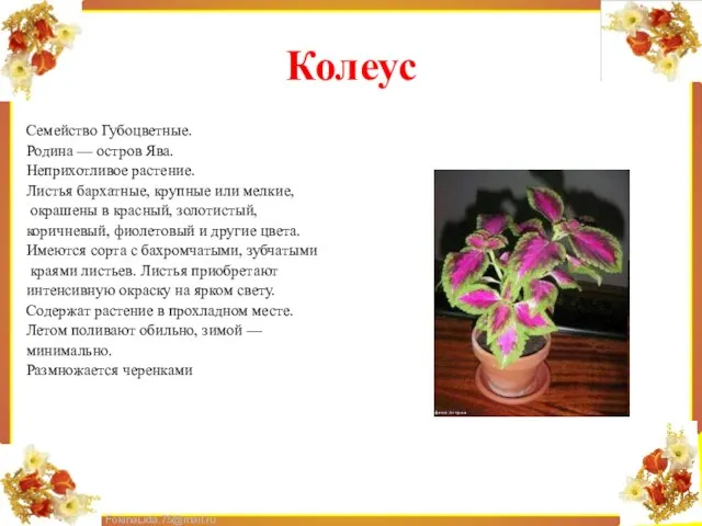 Колеус Семейство Губоцветные. Родина — остров Ява. Неприхотливое растение. Листья бархатные, крупные