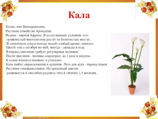 Кала Калла, или Белокрыльник, Растение семейства Ароидных. Родина - южная Африка. В