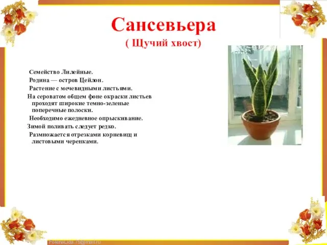 Сансевьера ( Щучий хвост) Семейство Лилейные. Родина — остров Цейлон. Растение с