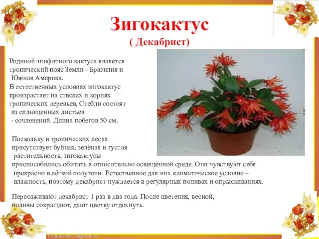 Зигокактус ( Декабрист) Родиной эпифитного кактуса является тропический пояс Земли - Бразилия