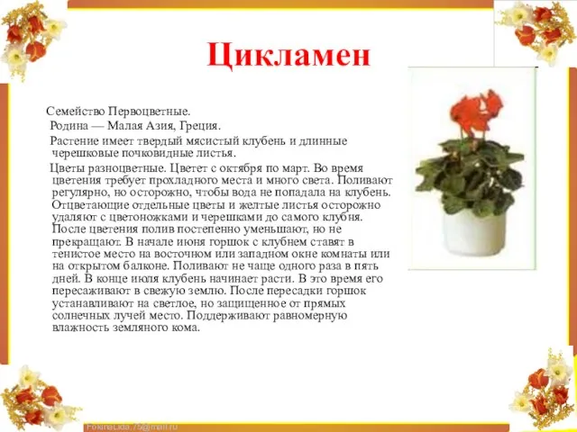 Цикламен Семейство Первоцветные. Родина — Малая Азия, Греция. Растение имеет твердый мясистый