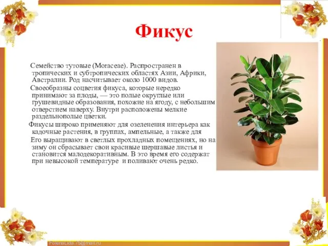 Фикус Семейство тутовые (Моrасеае). Распространен в тропических и субтропических областях Азии, Африки,