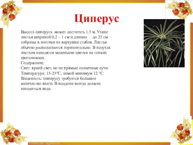 Циперус Высота циперуса может достигать 1.5 м. Узкие листья шириной 0,2 –