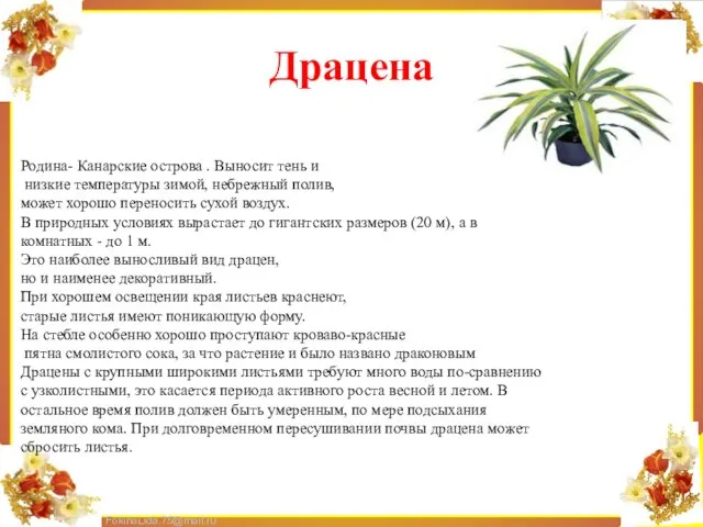 Драцена Родина- Канарские острова . Выносит тень и низкие температуры зимой, небрежный