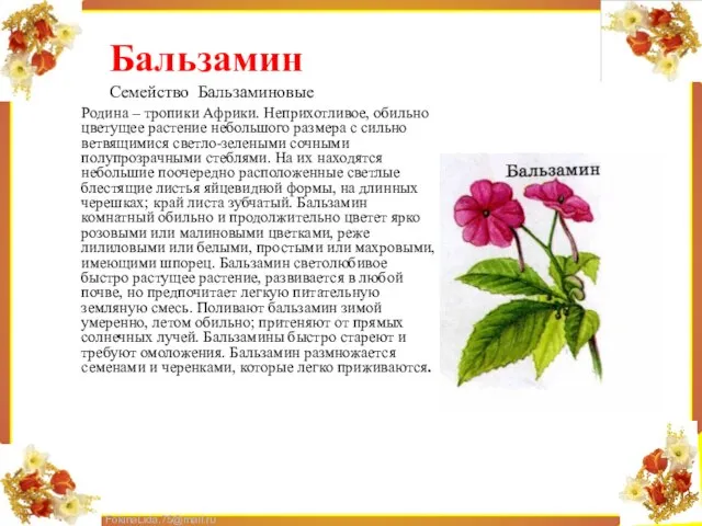 Родина – тропики Африки. Неприхотливое, обильно цветущее растение небольшого размера с сильно