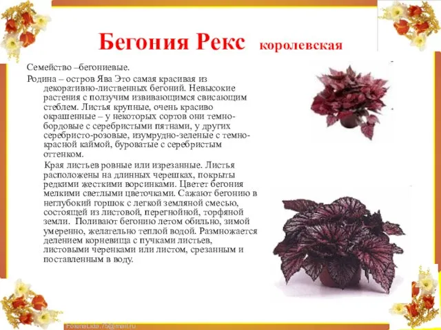 Бегония Рекс королевская Семейство –бегониевые. Родина – остров Ява Это самая красивая