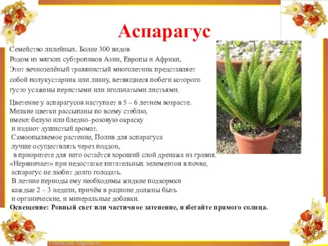 Аспарагус Семейство лилейных. Более 300 видов Родом из мягких субтропиков Азии, Европы