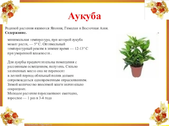 Аукуба Родиной растения являются Япония, Гималаи и Восточная Азия. Содержание. минимальная температура,