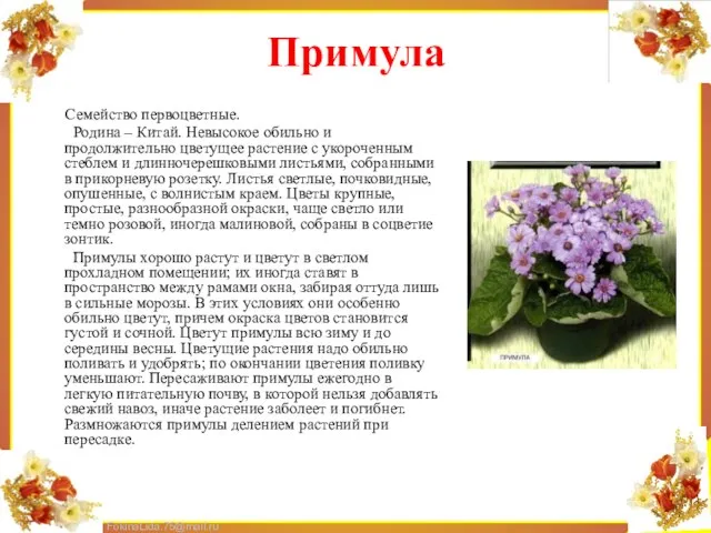 Примула Семейство первоцветные. Родина – Китай. Невысокое обильно и продолжительно цветущее растение