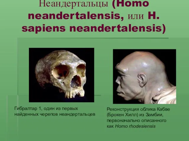 Неандертальцы (Homo neandertalensis, или H. sapiens neandertalensis) Гибралтар 1, один из первых