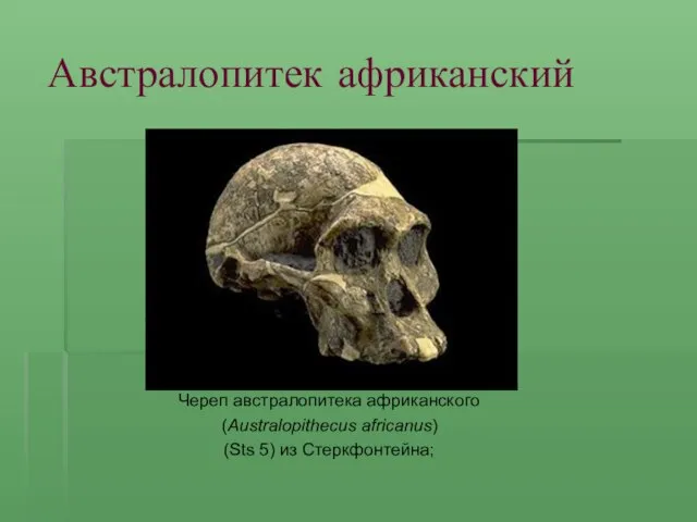 Австралопитек африканский Череп австралопитека африканского (Australopithecus africanus) (Sts 5) из Стеркфонтейна;