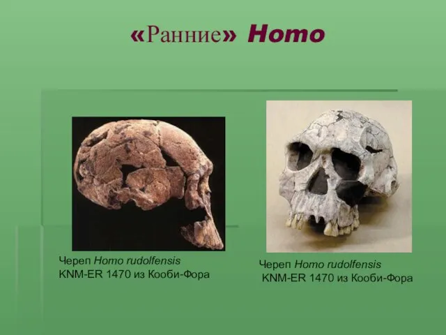 «Ранние» Homo Череп Homo rudolfensis KNM-ER 1470 из Кооби-Фора Череп Homo rudolfensis KNM-ER 1470 из Кооби-Фора