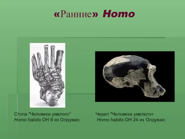 «Ранние» Homo Стопа "Человека умелого" Homo habilis OH 8 из Олдувая; Череп