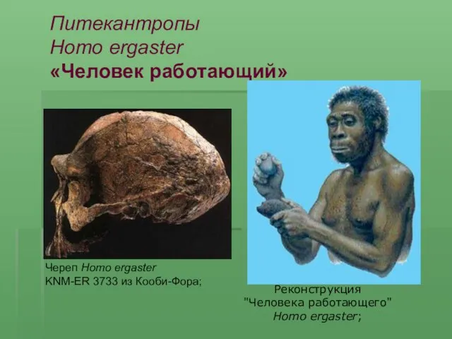 Череп Homo ergaster KNM-ER 3733 из Кооби-Фора; Реконструкция "Человека работающего" Homo ergaster;