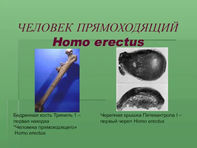 ЧЕЛОВЕК ПРЯМОХОДЯЩИЙ Homo erectus – Бедренная кость Триниль 1 – первая находка