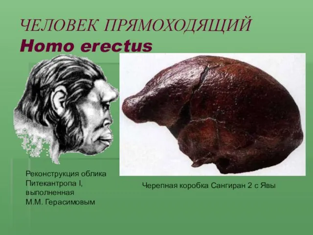 ЧЕЛОВЕК ПРЯМОХОДЯЩИЙ Homo erectus Реконструкция облика Питекантропа I, выполненная М.М. Герасимовым Черепная