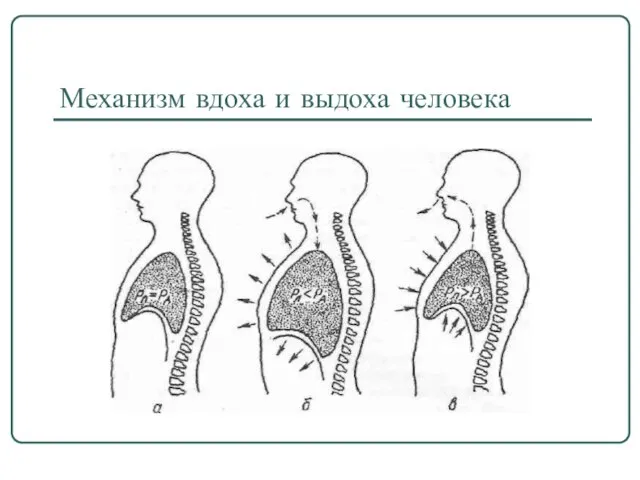 Механизм вдоха и выдоха человека