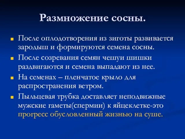 Размножение сосны. После оплодотворения из зиготы развивается зародыш и формируются семена сосны.