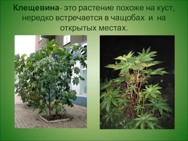Клещевина- это растение похоже на куст, нередко встречается в чащобах и на открытых местах.