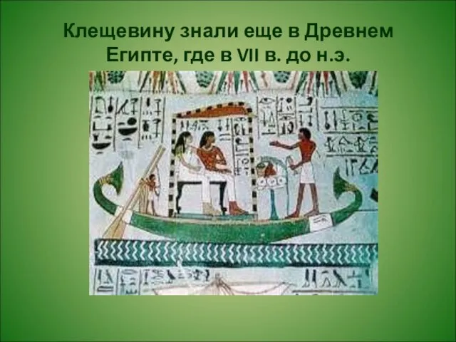 Клещевину знали еще в Древнем Египте, где в VII в. до н.э.