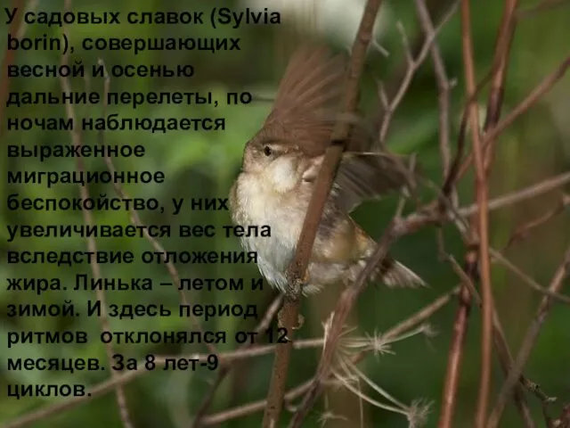 У садовых славок (Sylvia borin), совершающих весной и осенью дальние перелеты, по