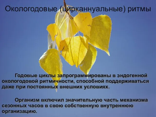 Годовые циклы запрограммированы в эндогенной окологодовой ритмичности, способной поддерживаться даже при постоянных