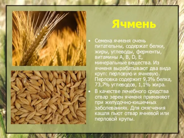 Ячмень Семена ячменя очень питательны, содержат белки, жиры, углеводы, ферменты, витамины А,