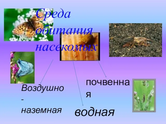 Среда обитания насекомых Воздушно-наземная почвенная водная