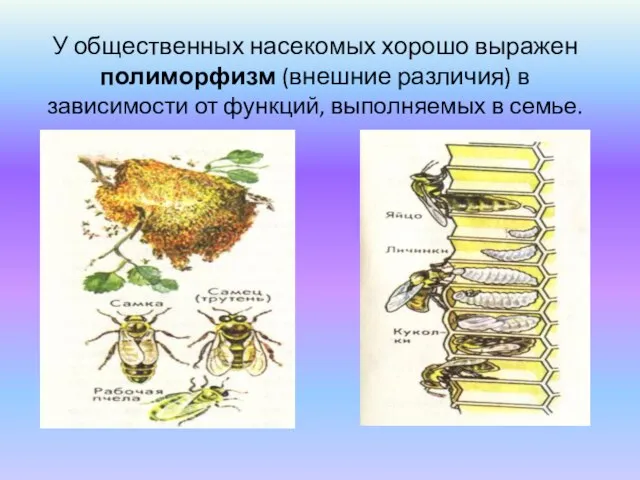 У общественных насекомых хорошо выражен полиморфизм (внешние различия) в зависимости от функций, выполняемых в семье.