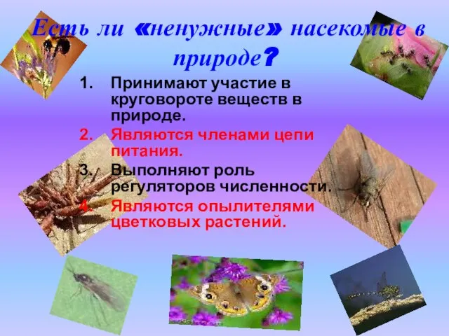 Есть ли «ненужные» насекомые в природе? Принимают участие в круговороте веществ в