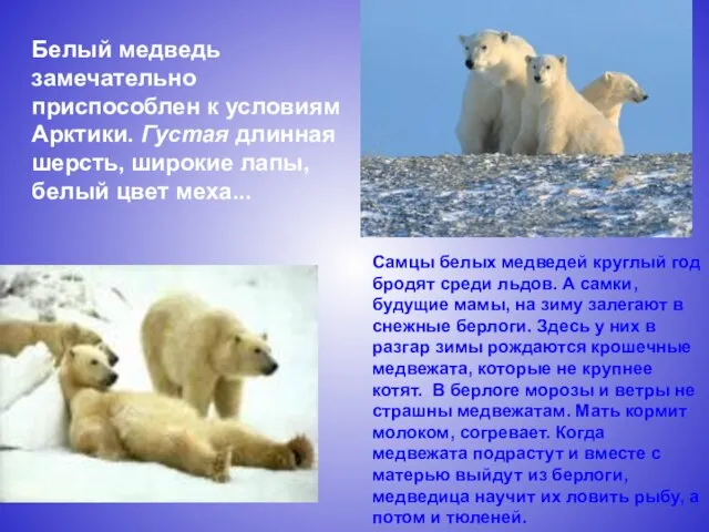 Самцы белых медведей круглый год бродят среди льдов. А самки, будущие мамы,