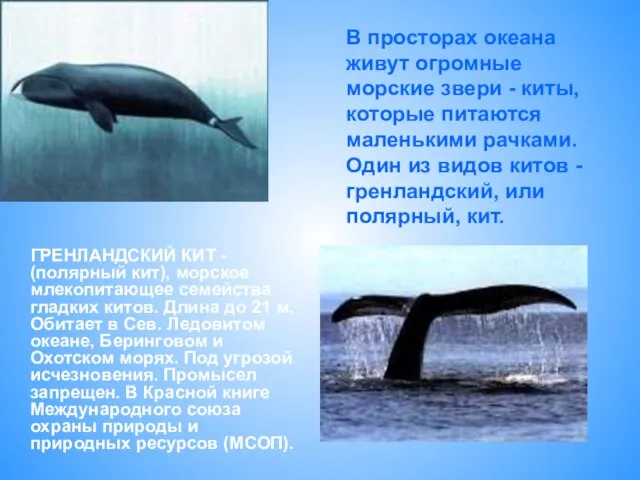 В просторах океана живут огромные морские звери - киты, которые питаются маленькими