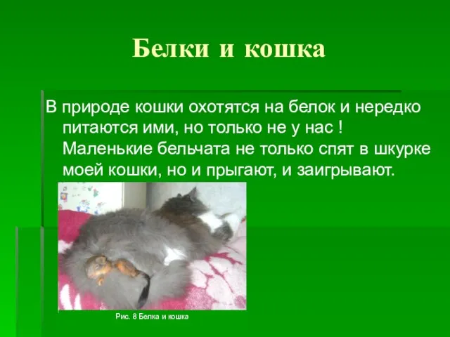 Белки и кошка В природе кошки охотятся на белок и нередко питаются