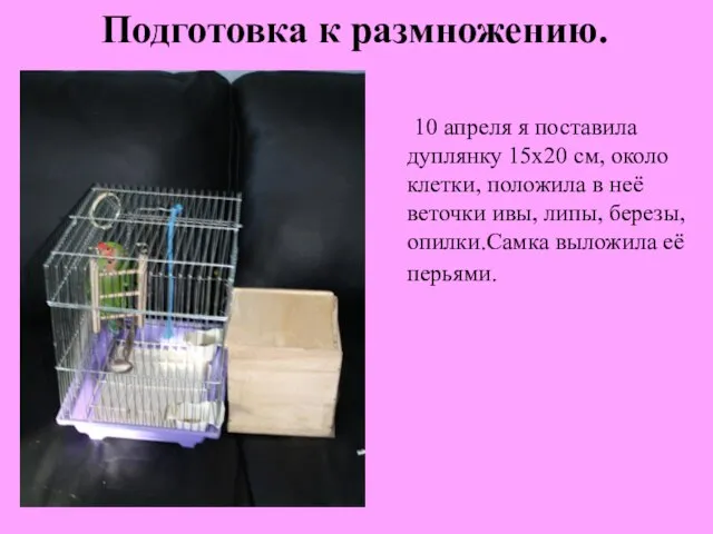 Подготовка к размножению. 10 апреля я поставила дуплянку 15х20 см, около клетки,