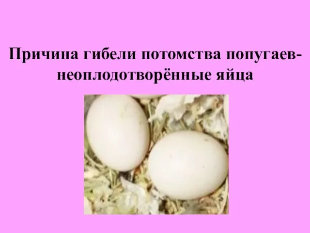 Причина гибели потомства попугаев- неоплодотворённые яйца