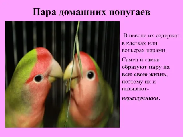 Пара домашних попугаев В неволе их содержат в клетках или вольерах парами.