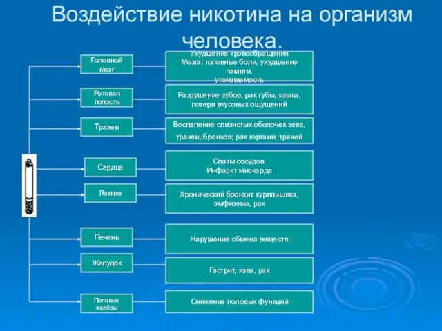 Воздействие никотина на организм человека. Головной мозг Ротовая полость Трахея Сердце Легкие