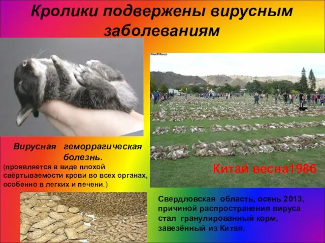 Кролики подвержены вирусным заболеваниям Китай весна1986 Вирусная геморрагическая болезнь. (проявляется в виде